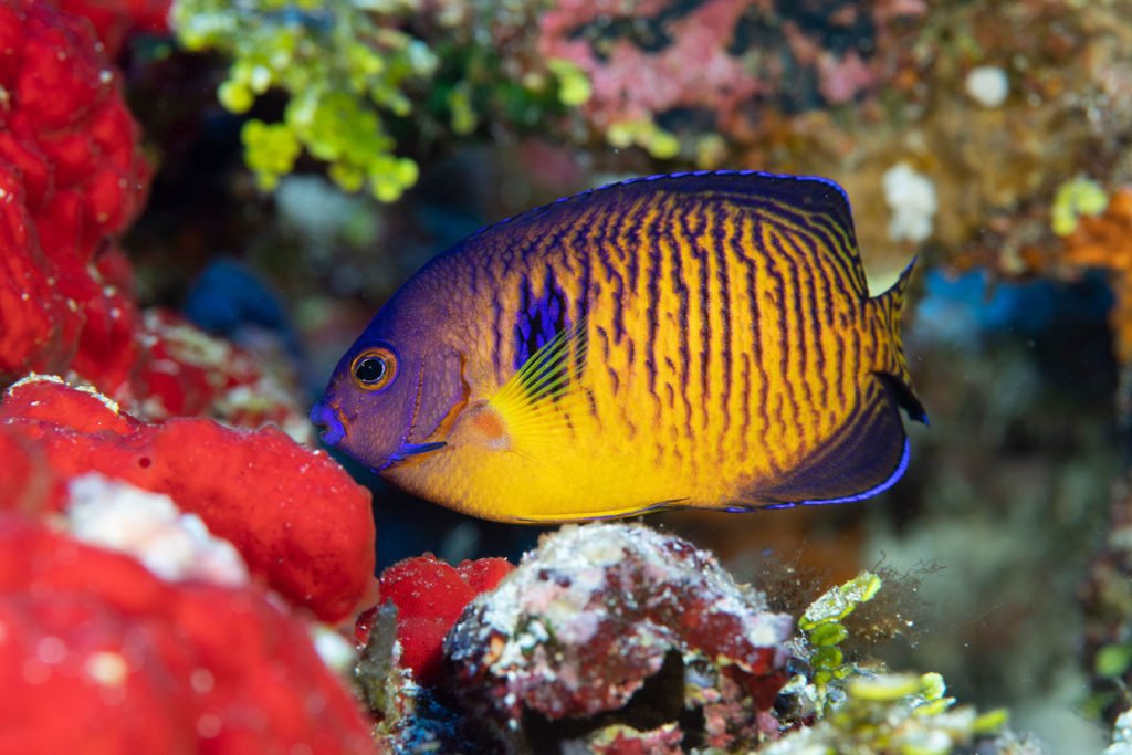 La PÇrouse Dwarf Angelfish with two spines Blancpain Ocean Commitment