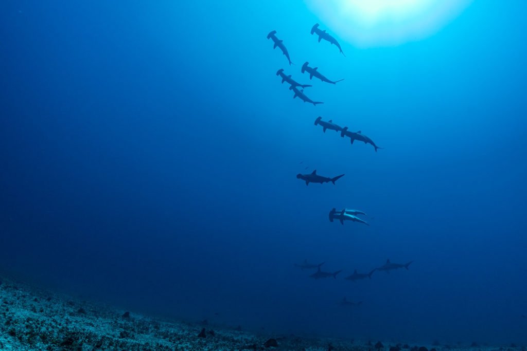 La PÇrouse Hammerhead sharks Laurent Ballesta Blancpain Ocean Commitment